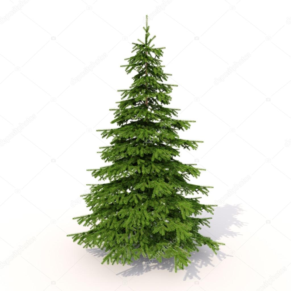 Spruce on white