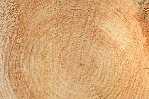 Woodgrain — Stock Image Woodgrain Stock Photo