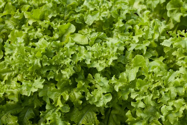 Lechuga (Lactuca sativa ) — Foto de Stock