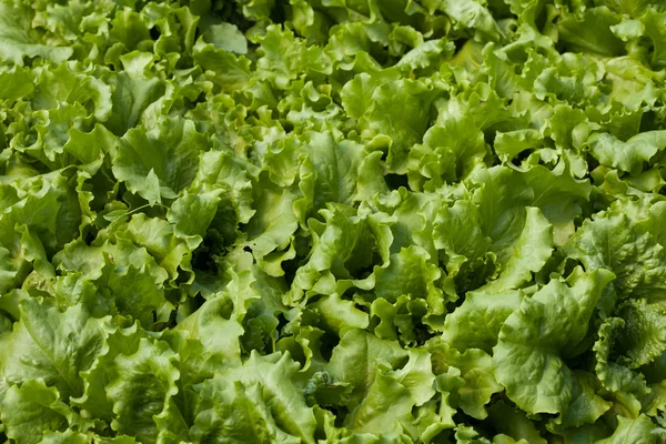 Salată verde (Lactuca sativa ) — Fotografie, imagine de stoc