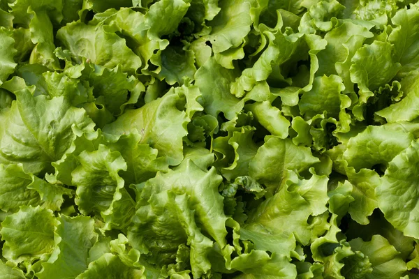 Salată verde (Lactuca sativa ) — Fotografie, imagine de stoc