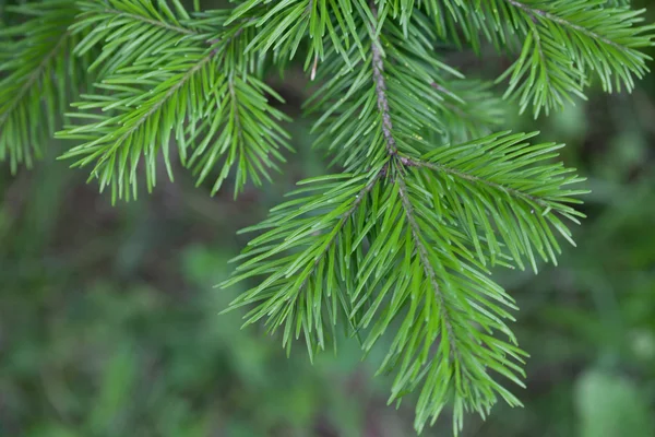 Evergreens — Stock Photo, Image