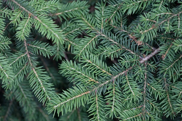 Evergreens — Stock Photo, Image