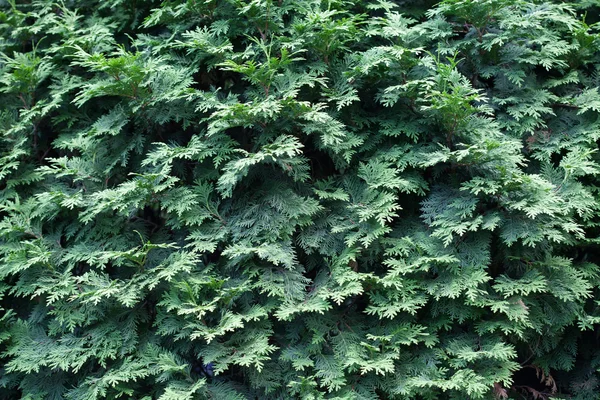 Вечнозеленые растения — стоковое фото