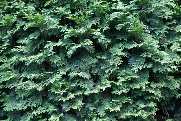 Вічнозелені рослини — стокове фото