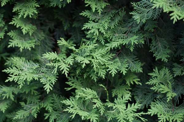 Evergreens — Stockfoto