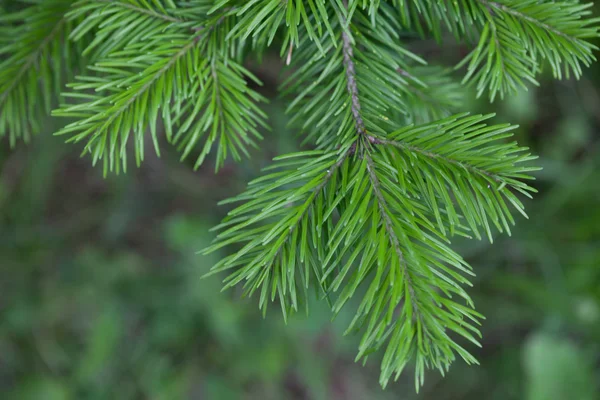 Evergreens — Stock Photo, Image