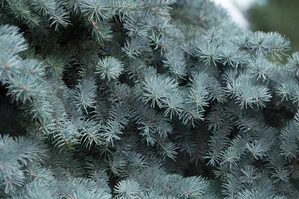 Evergreens — Stock Photo, Image