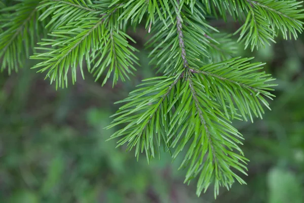 Evergreens Stock Obrázky