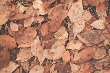 Sonbahar Yaprakları