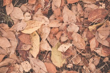 Sonbahar Yaprakları