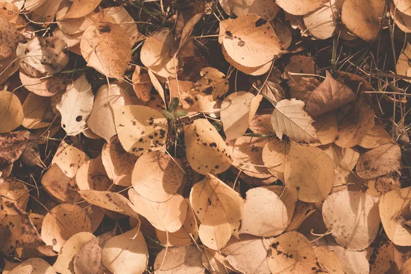 Herfstbladeren — Stockfoto