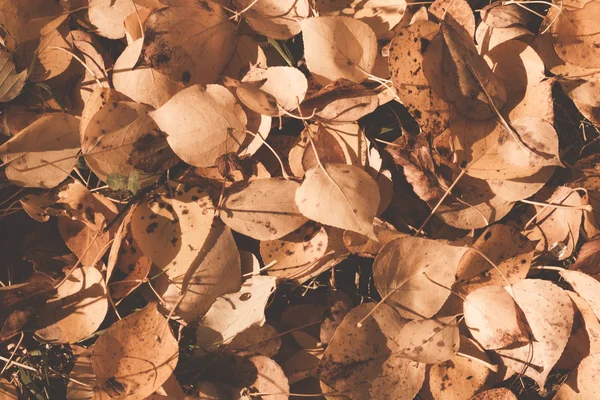 Herfstbladeren — Stockfoto