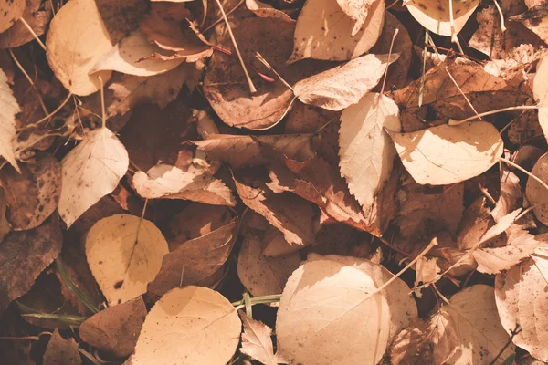 Hojas de otoño —  Fotos de Stock