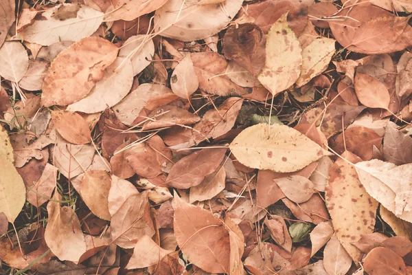 Herfstbladeren — Stockfoto