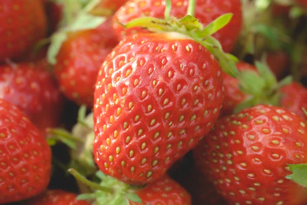 Garden strawberries close-up — Stock Photo, Image