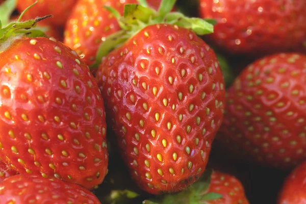 Fresas de jardín primer plano — Foto de Stock