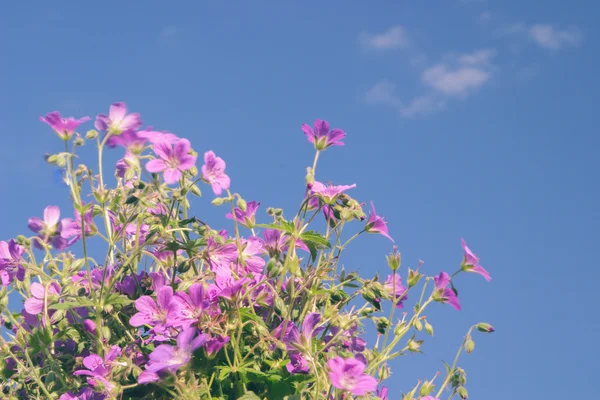 Flores contra o céu azul — Fotografia de Stock