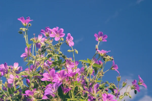 Flores contra o céu azul — Fotografia de Stock