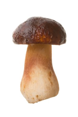 Yenilebilir mantar boletus edulis