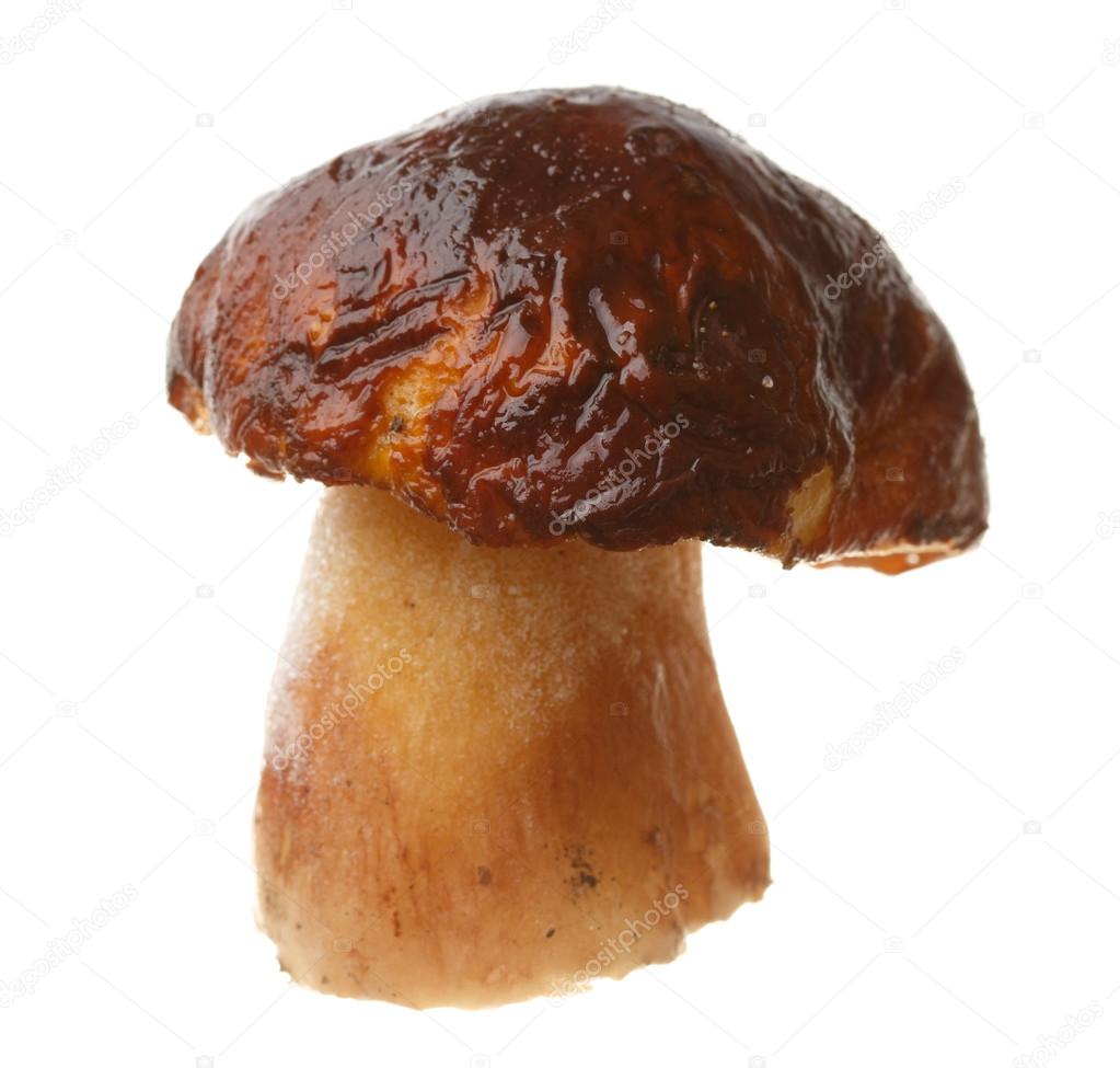 Edible mushroom Boletus edulis