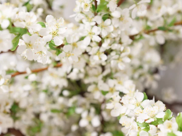 Descanso de primavera — Foto de Stock