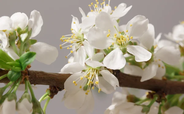 Spring came — Stock Photo, Image