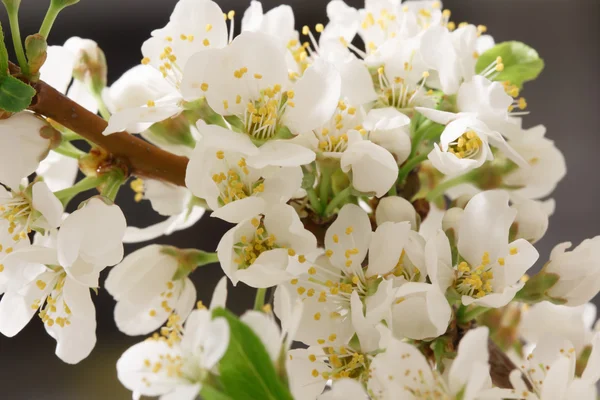 Spring came — Stock Photo, Image