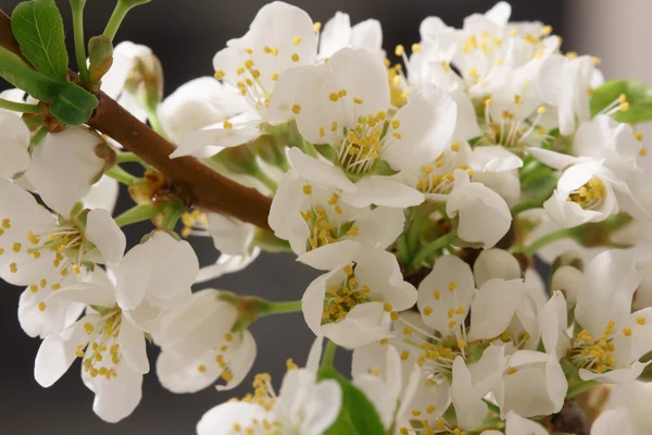Spring flowering — Stock Photo, Image