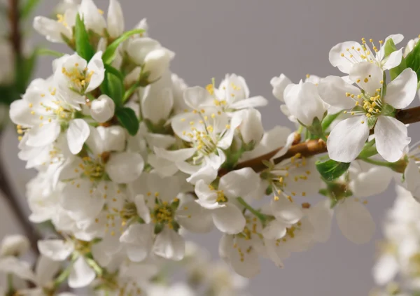 Fioritura primaverile — Foto Stock