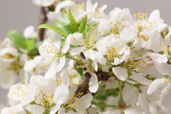 A primavera veio — Fotografia de Stock