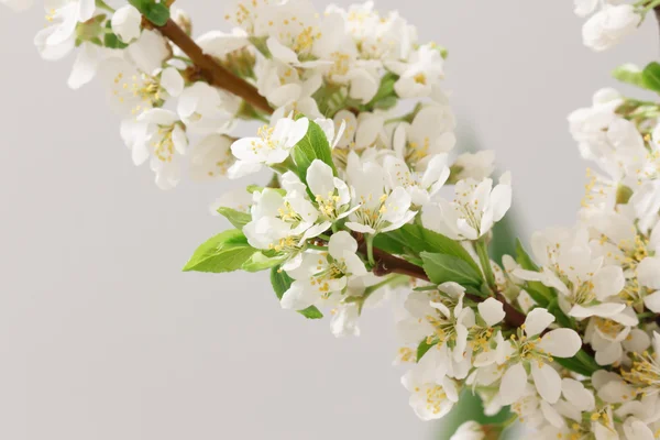 Spring flowering — Stock Photo, Image