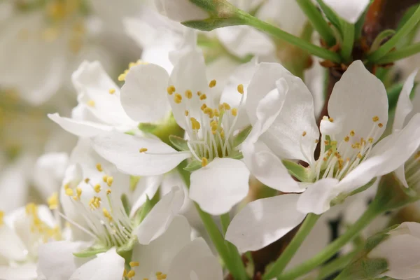 Breaking of spring — Stock Photo, Image