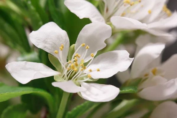 Breaking of spring — Stock Photo, Image