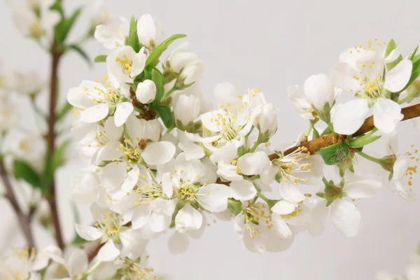 A primavera veio — Fotografia de Stock