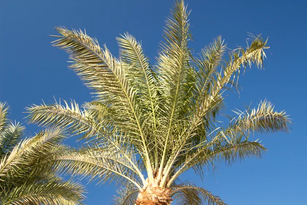 Palm trees — Stock Photo, Image