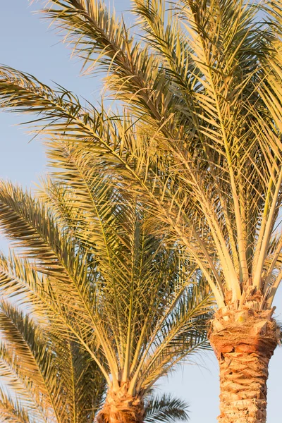 Palm trees — Stock Photo, Image