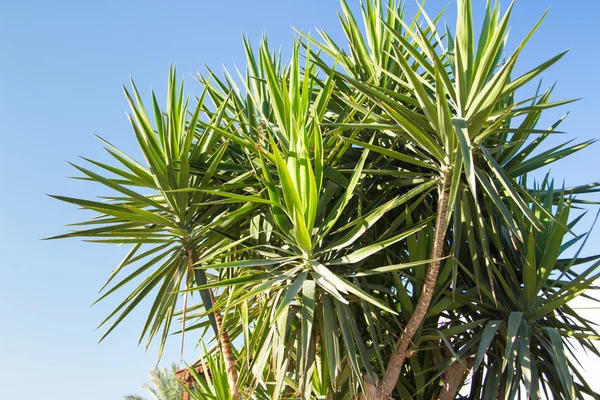 Palm trees — Stock Photo, Image