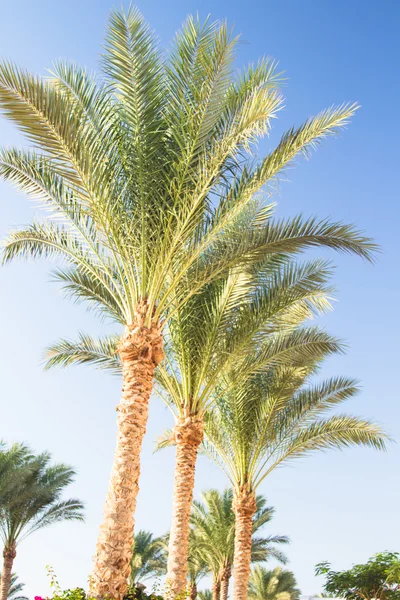 Palm trees — Stock Photo, Image