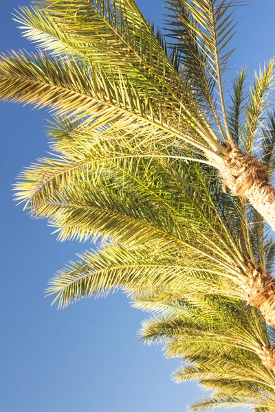 Palm trees — Stock Photo, Image