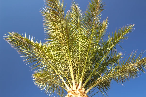 Palm trees — Stock Photo, Image