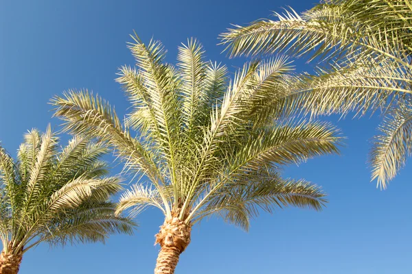 Palm trees — Stock Photo, Image