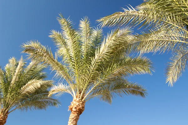 Palm trees — Stock Photo, Image