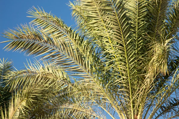 Palm trees — Stock Photo, Image