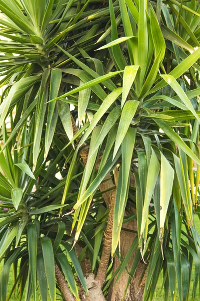 Palm trees — Stock Photo, Image