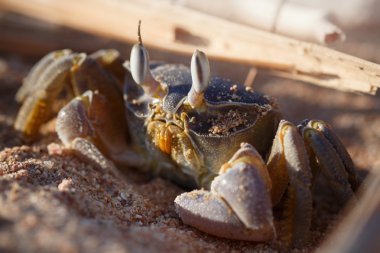 Red Sea ghost crab, Ocypode saratan clipart