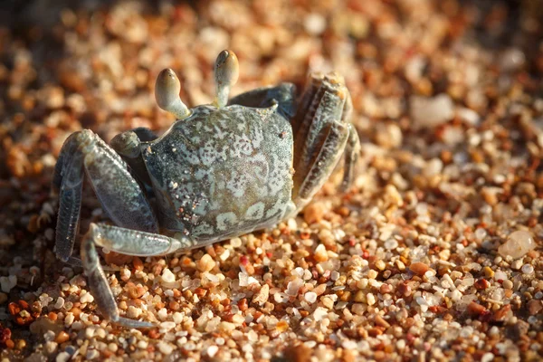Red Sea ghost crab, Ocypode saratan — Stock Photo, Image