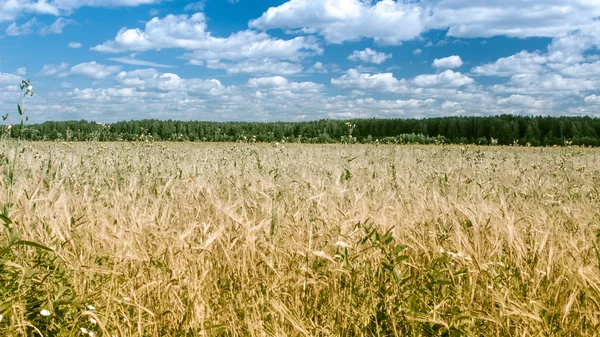 Field of rye — Stock Photo, Image