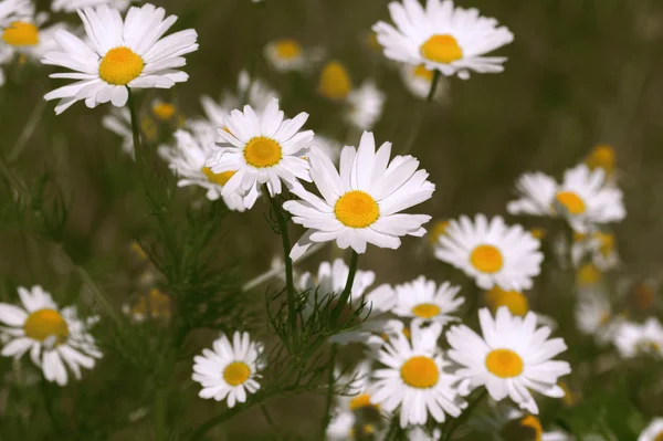 Fondo de verano — Foto de Stock