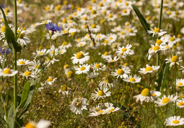 Summer background — Stock Photo, Image